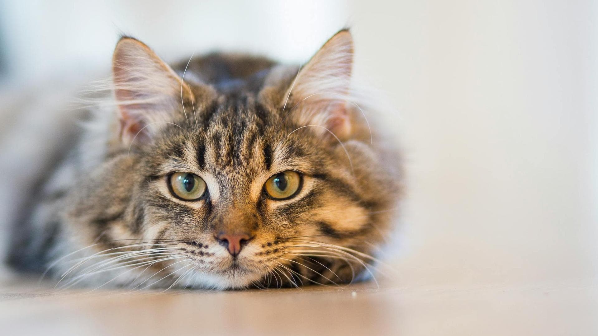 Emergency vets in Frederick